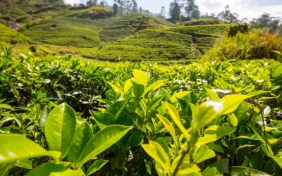 Where tea grows: a comprehensive guide to tea cultivation around the globe