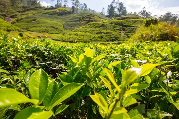 a tea plantation where tea grows