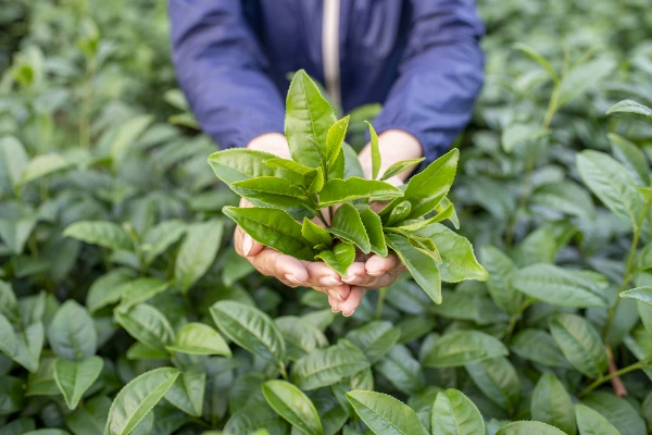 camellia sinensis var. sinensis tea plant