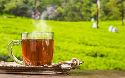 What does darjeeling tea taste like? a comprehensive guide for wine lovers