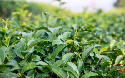 Comprehensive guide to growing camellia sinensis var. assamica for tea production