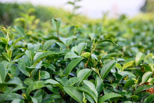 green tea leaves in plantation might be Camellia sinensis var. assamica