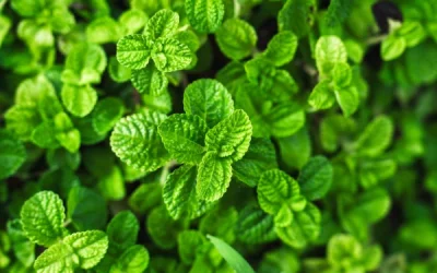 The ultimate guide to peppermint tea: benefits, preparation, and more