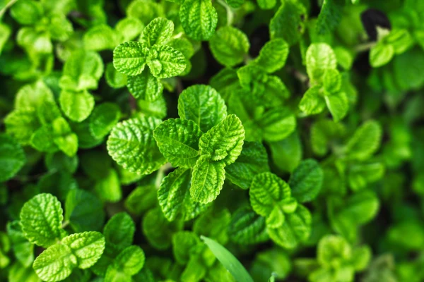 The ultimate guide to peppermint tea: benefits, preparation, and more