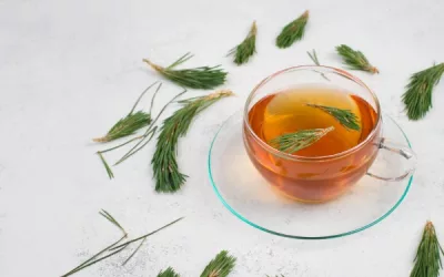 the ultimate guide to pine needle tea: benefits, preparation, and safety