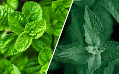 a comprehensive guide to spearmint vs peppermint: understanding the differences and culinary applications