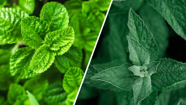 spearmint vs peppermint