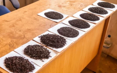 Understanding the Different Types of Black Tea: A Comprehensive Guide