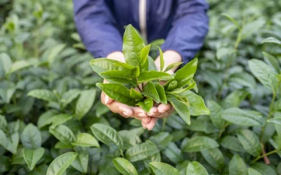 the comprehensive guide to camellia sinensis: cultivation, benefits, and cultural significance