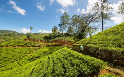 an in-depth exploration of tea gardens: history, design, and cultural significance