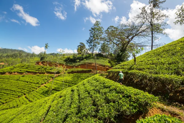 tea plantation and tea garden