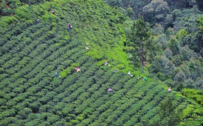 Everything you need to know about darjeeling tea: origin, brewing, and buying guide