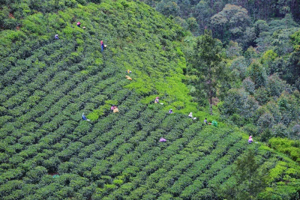 Everything you need to know about darjeeling tea: origin, brewing, and buying guide