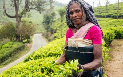 The rich history of ceylon tea: origins, impact, and cultural significance