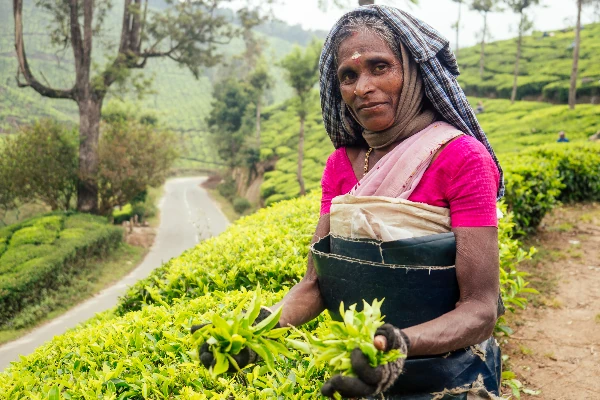 woman representing ceylon tea history