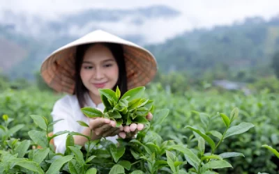 understanding camellia sinensis var. cambodiensis: origins, characteristics, and tea quality