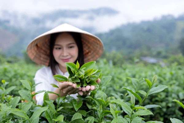 understanding camellia sinensis var. cambodiensis: origins, characteristics, and tea quality