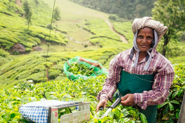 tea estate once owned by the East India company